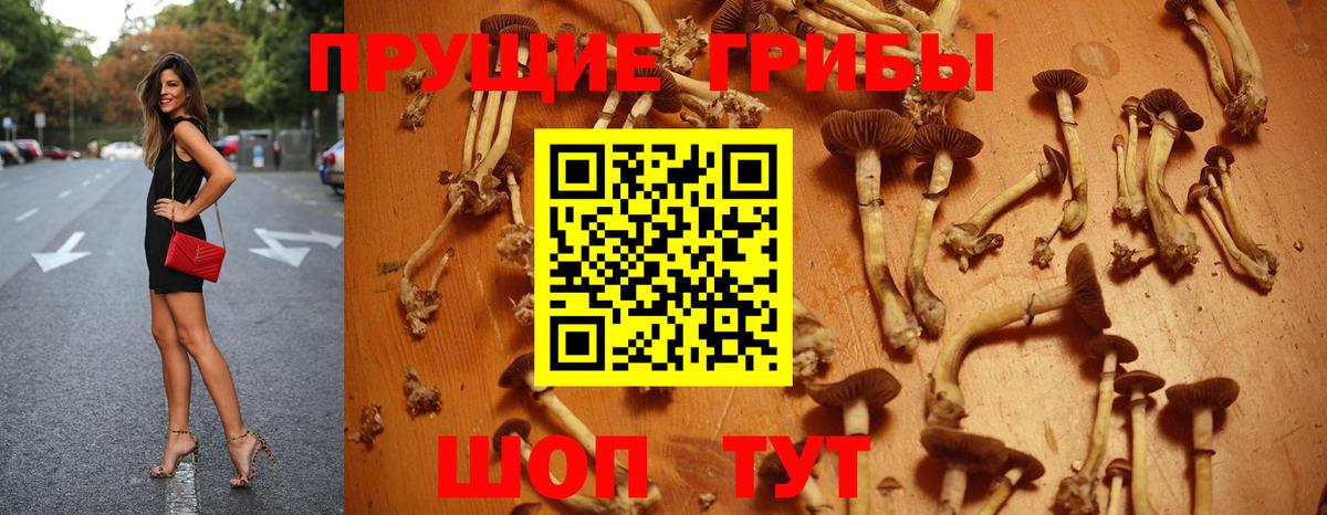 Заринск  Галлюциногенные грибы Psilocybe  Вход с VPN 